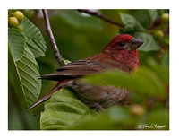 House Finch