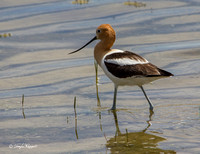 American Avocet