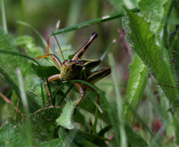 Grasshopper and ?