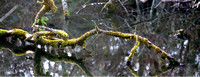 IMG_2560a Branch-water 11x28