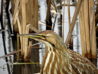 American Bittern