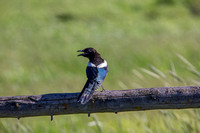 Black-billed Magpie