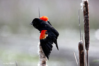 Blackbird-Redwing