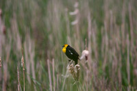 Yellow headed blackbirds