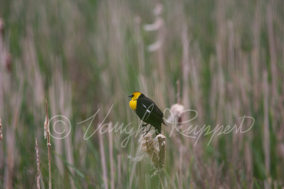 Yellow headed blackbirds