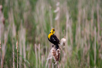 Yellow headed blackbirds