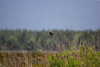 Yellow headed blackbirds