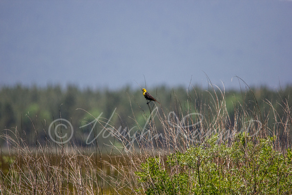 Yellow headed blackbirds