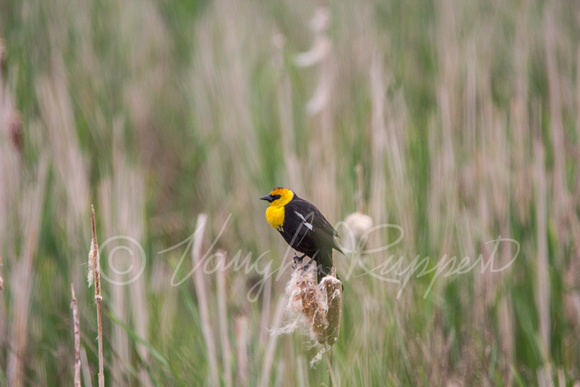 Yellow headed blackbirds