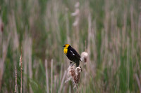 Yellow headed blackbirds