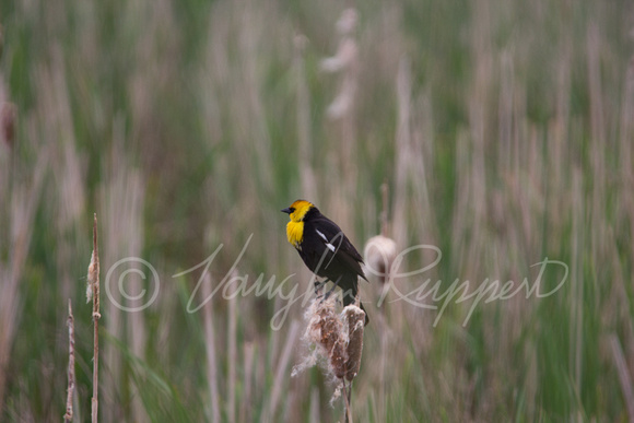 Yellow headed blackbirds