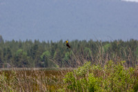 Yellow headed blackbirds