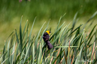 Yellow headed blackbirds