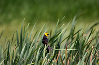 Yellow headed blackbirds