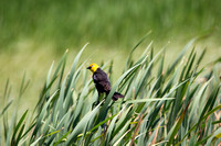 Yellow headed blackbirds