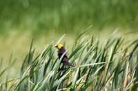 Yellow headed blackbirds