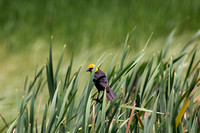 Yellow headed blackbirds