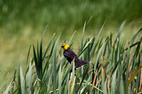 Yellow headed blackbirds