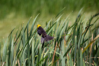 Yellow headed blackbirds