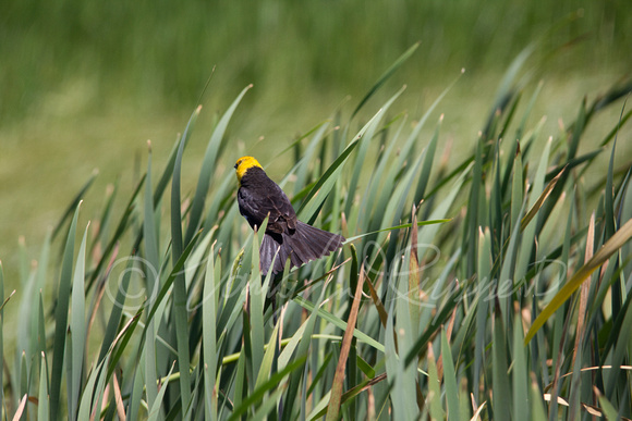 Yellow headed blackbirds