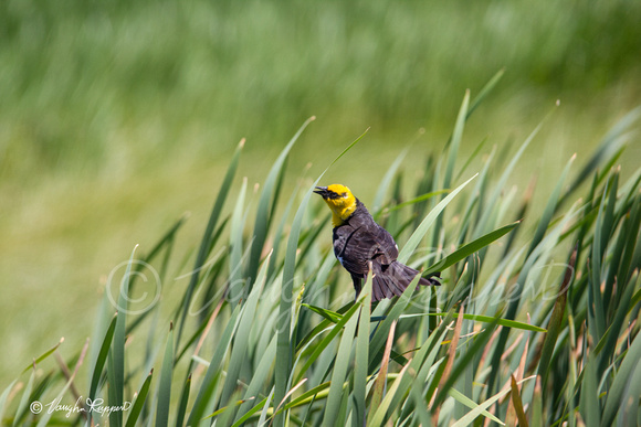 Yellow headed blackbirds