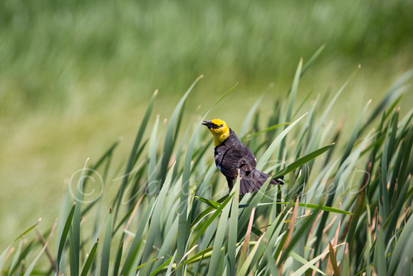 Yellow headed blackbirds