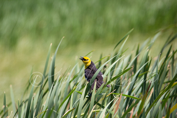 Yellow headed blackbirds