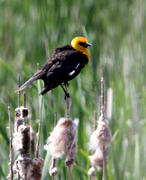 Yellow headed blackbirds