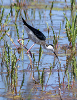 Blackneck Stilt