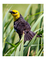 Blackbird-Yellowheaded
