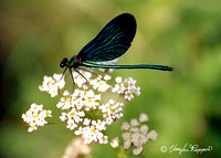 Dragonflies