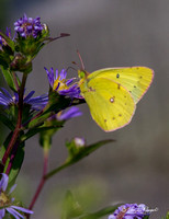 Butterflies/Moths