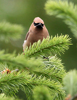 Cedar Waxwings