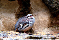 Chukar