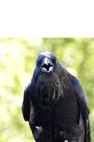 Crows & Ravens