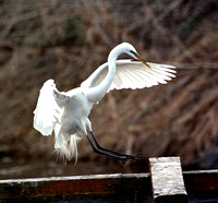 Egret-1