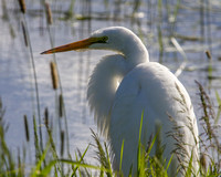 Egret Ridg.NWR