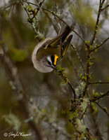 Golden-crowned Kinglet