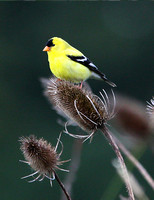 Goldfinch