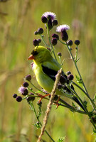 VR Goldfinch-5