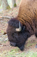 American Bison