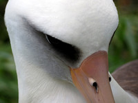 Albatross