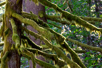 Moss/Lichens-photos
