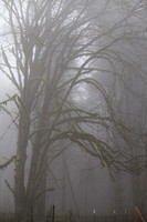 Trees-Fog