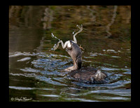 Grebes-Pied Billed