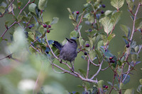 Grey Catbird