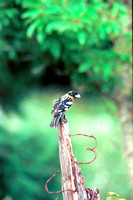 Black-headed GrosbeakDX-3A