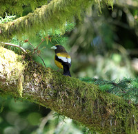 Evening GrosbeakIMG_3429