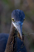 Heron-Great Blue