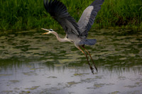 Heron-G.Blue flying